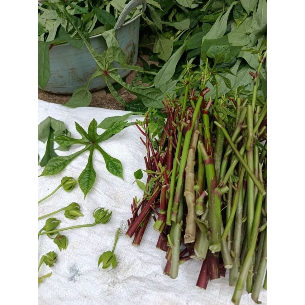 BIBIT SINGKONG PAPUA DAUN GEDI