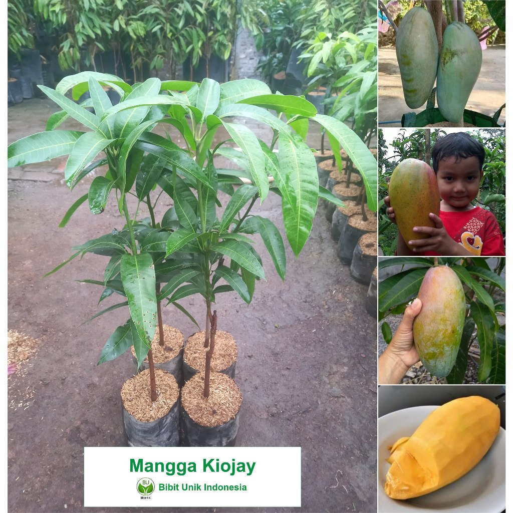 BIBIT TANAMAN MANGGA SUPER JUMBO KIOJAY THAILAND ORIGINAL