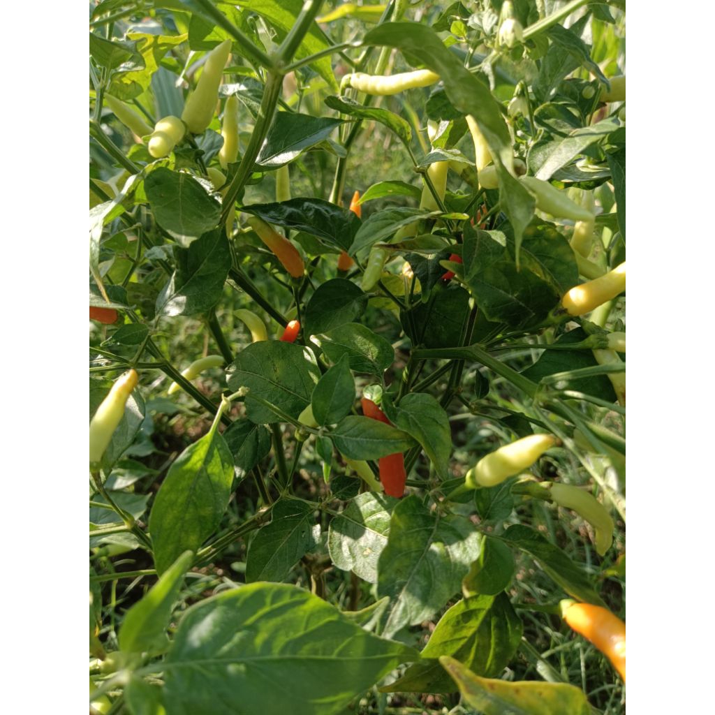 

cabe rawit segar fress 500 gr & 1kg