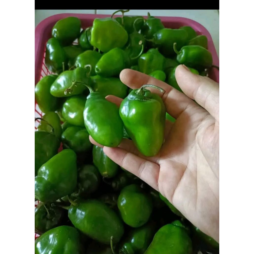 

cabe gendot murah 1kg