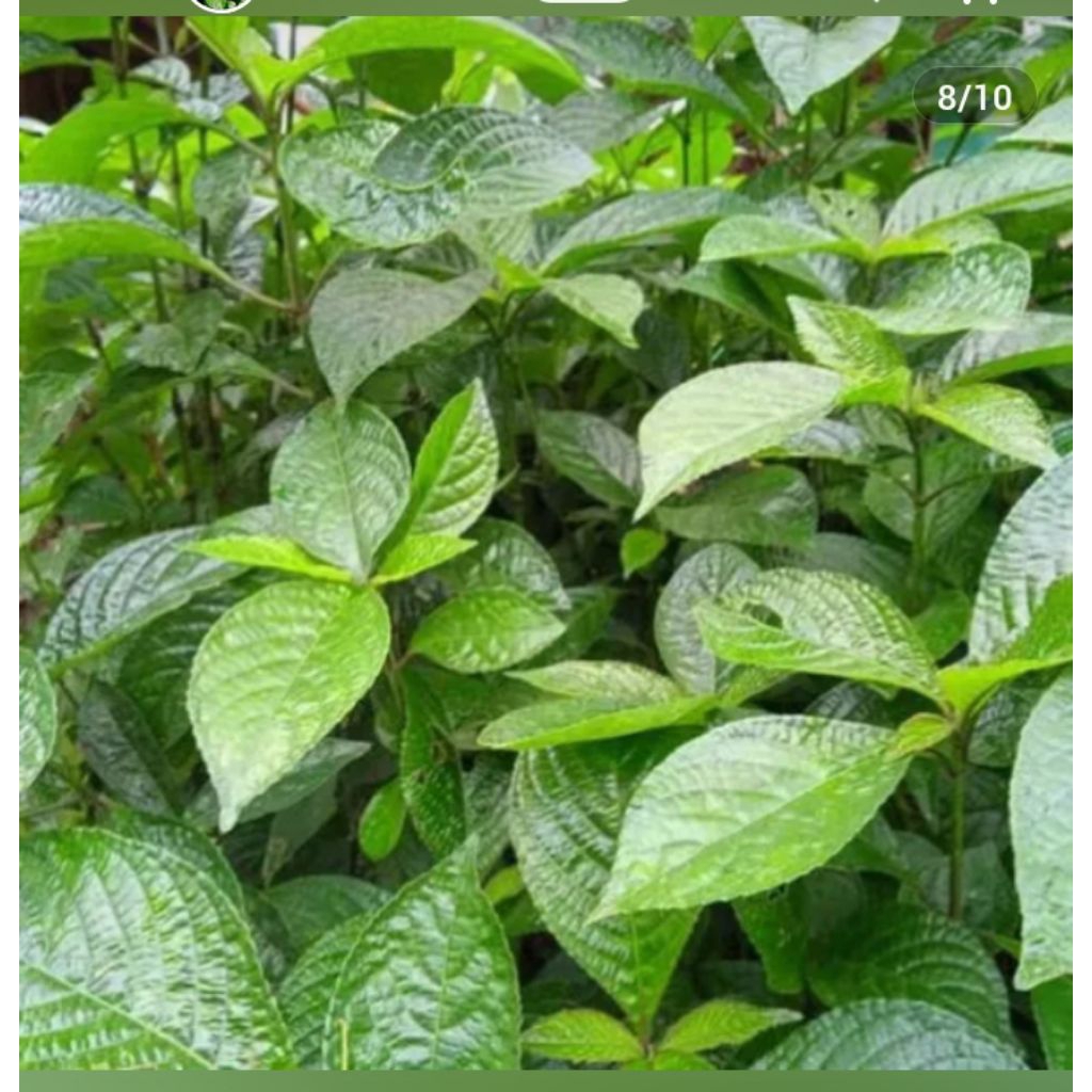 

daun keji beling 9000/100lembar