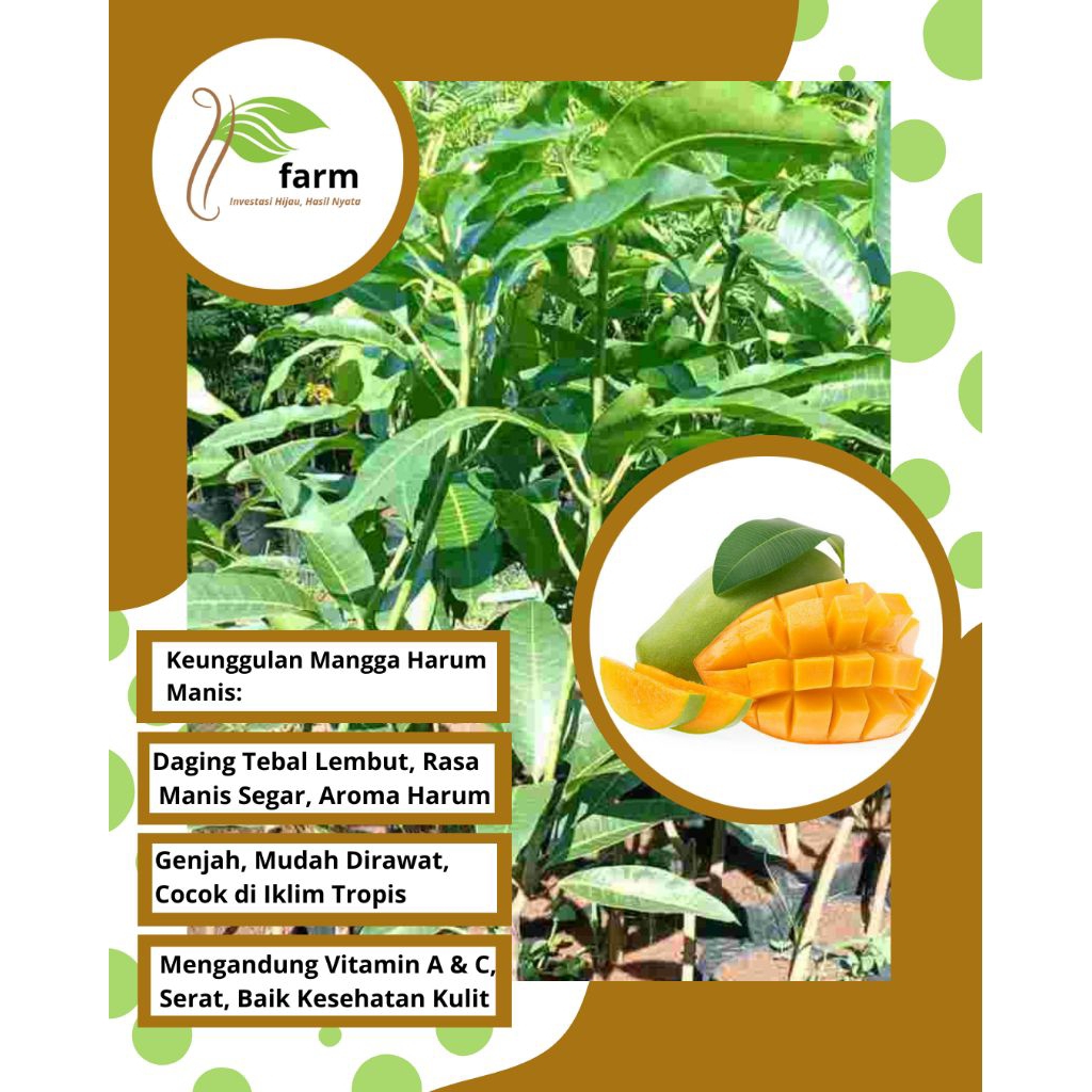 Bibit Mangga Harum Manis - Premium, Super Unggul
