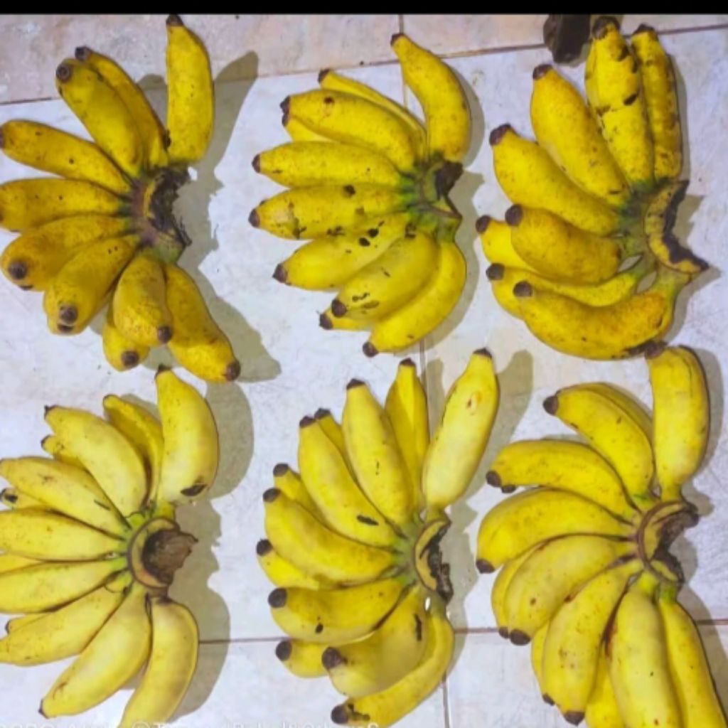 pisang raja cere manis dan empuk