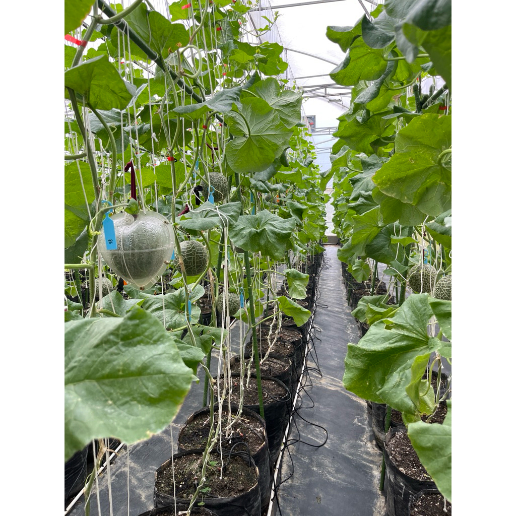 

Melon super Premium GARANSI MANIS!!!