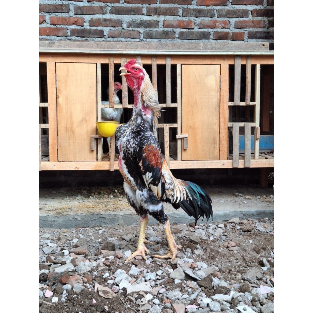 Telur Tetas Ayam Oshamo Eropa Original