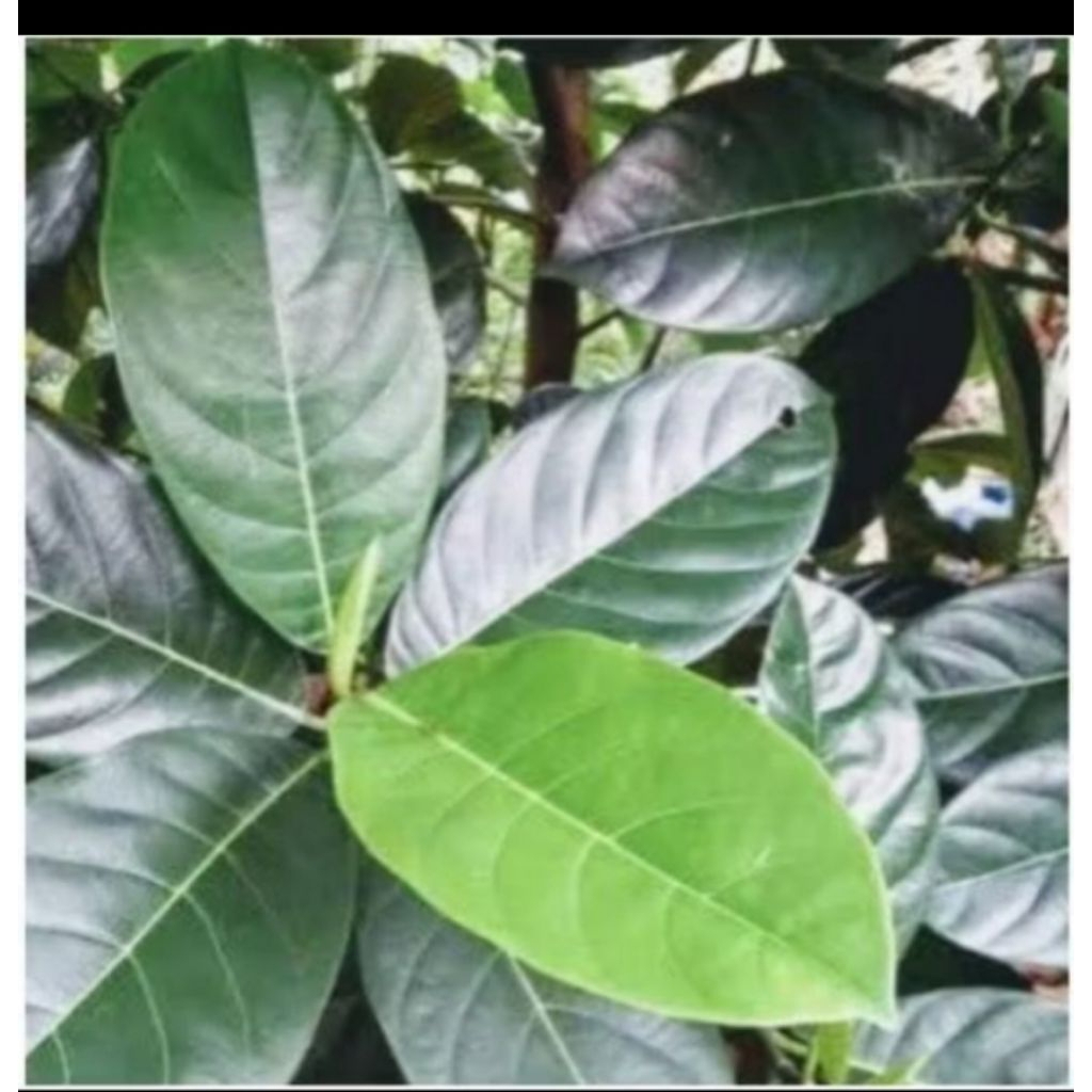 

DAUN NANGKA SEGAR 100LEMBAR SEGAR OBAT HERBAL OBAT TRADISIONAL OBAT ALAMI DIPETIK LANGSUNG SAAT ORDERAN MASUK