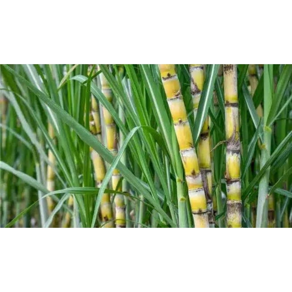 

tebu hijau 1kg 15.000