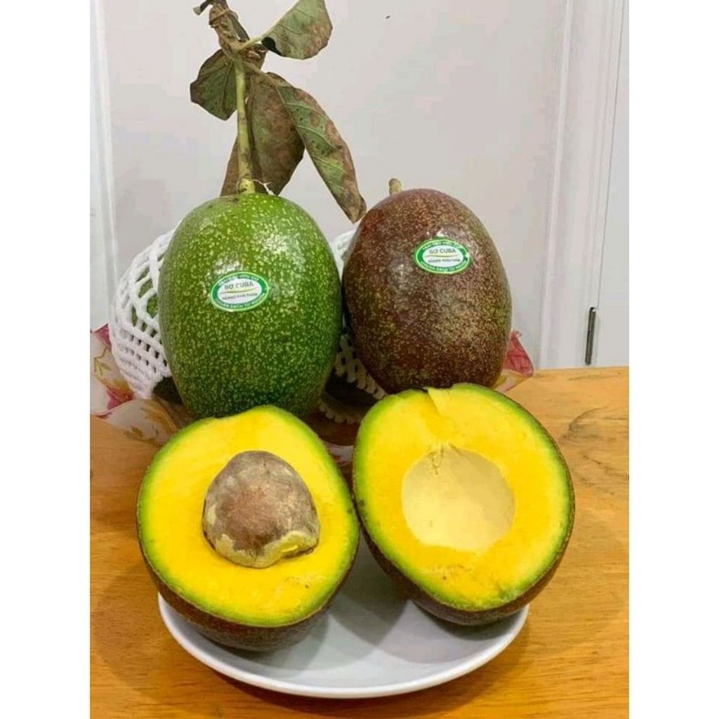 Entres Alpukat Cuba