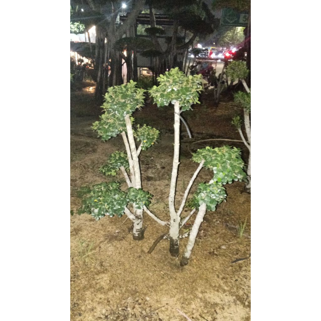 tanaman pohon bonsai dolar mikro