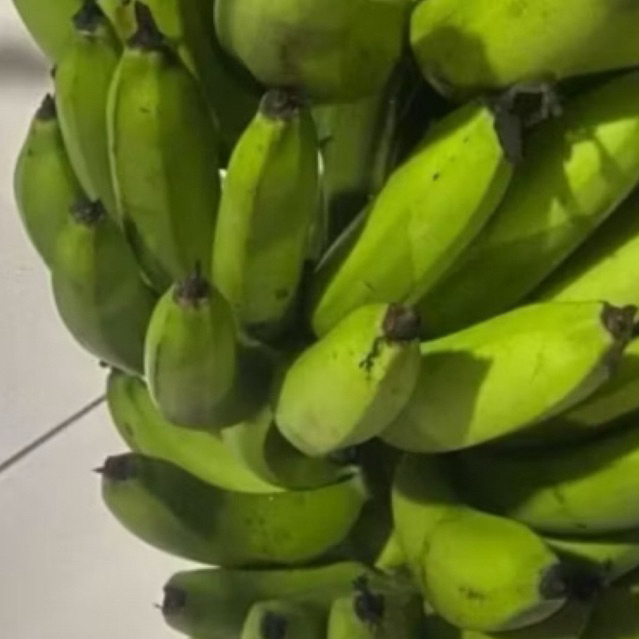 

Buah Pisang Mentah Drm 250 Pisang Bangkaulu