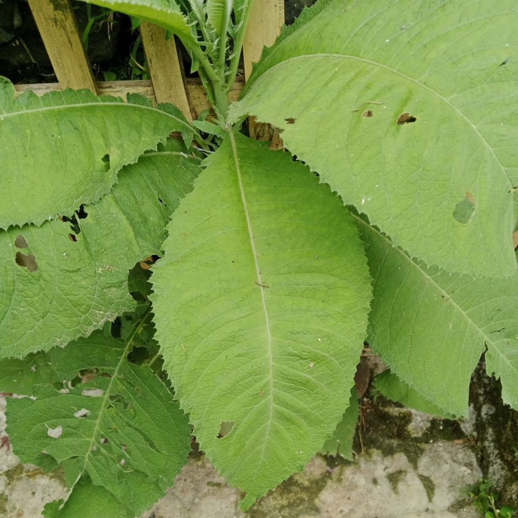 

Daun Sembung Segar Dadakan Per 500 Gram