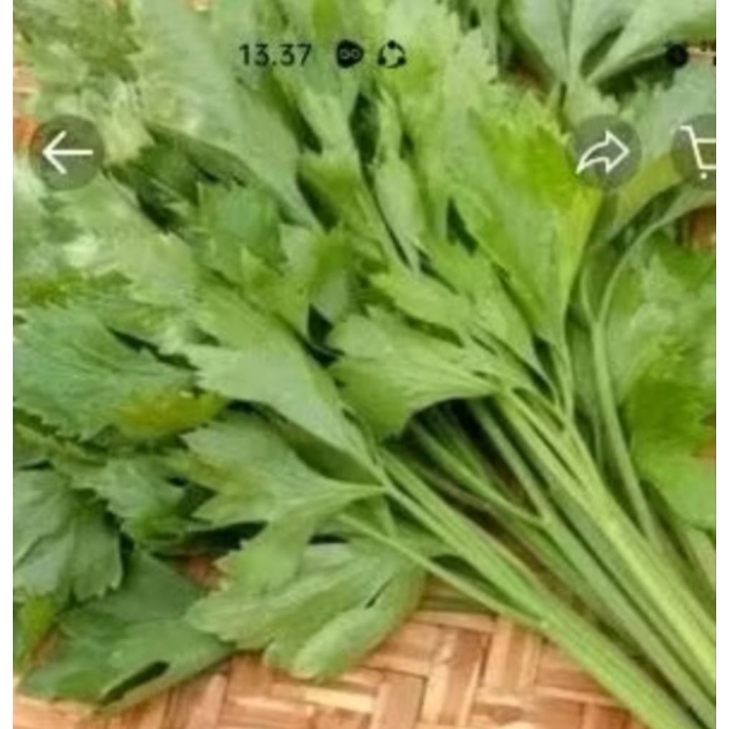 

Seledri Fresh 100 gram