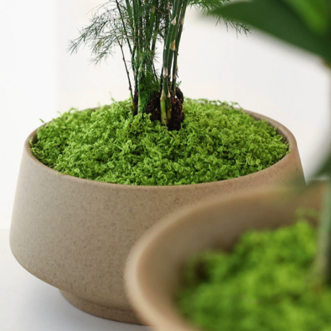 Forever Moss 30gr Premium/ Lumut Abadi Kering / Green Forest Moss / Dekorasi Tanaman