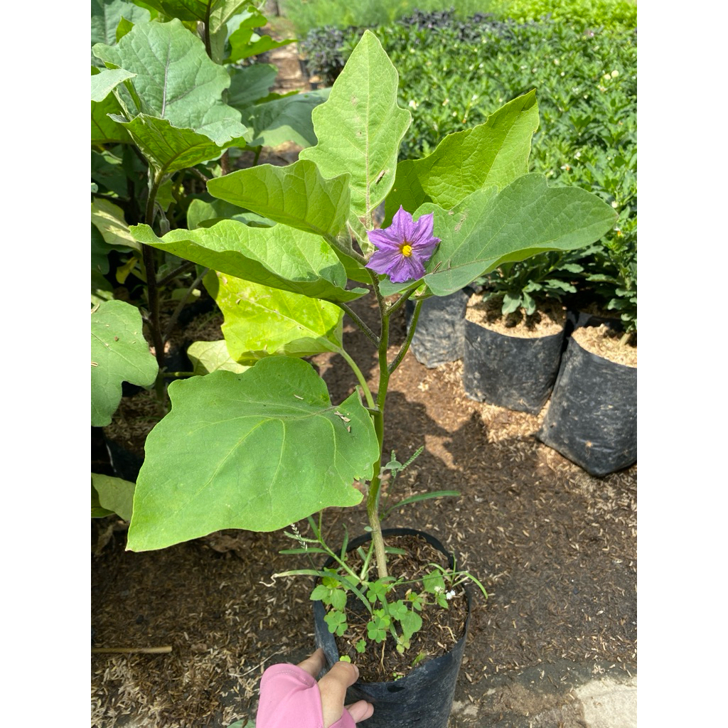 bibit terong - tanaman sayur - bibit sayuran