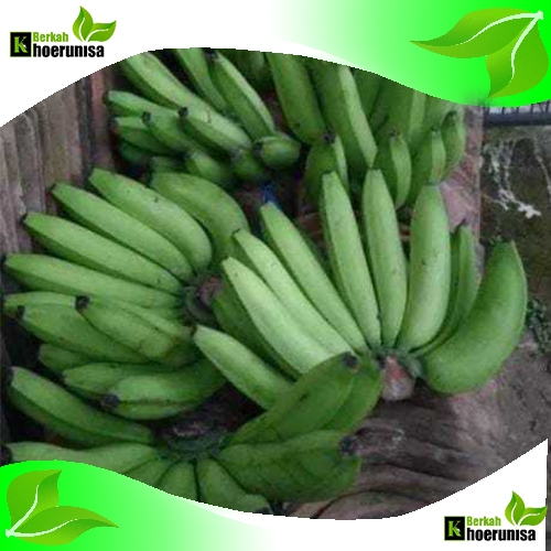 

Pisang Nangka Mentah 1 Sisir 1 kg fresh
