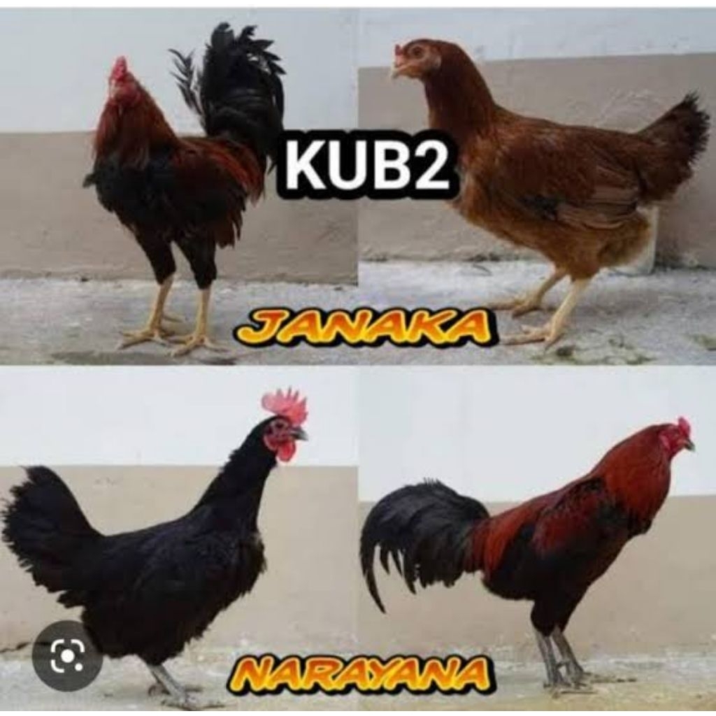 

Telur Fertil Ayam Kampung KUB 2 Berkualitas | Baca & Pahami Deskripsi Produk | Bisa Kirim Kirim Ke Seluruh Indonesia