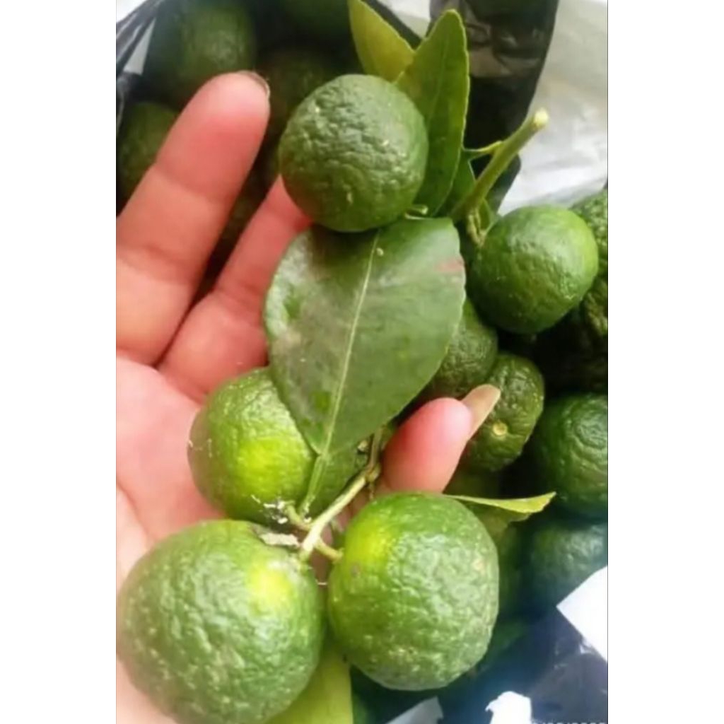 

Jeruk Limau Jeruk Sambal Fresh 250 Gram