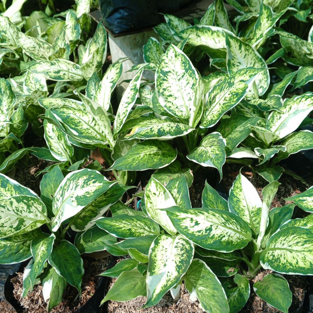 Aglonema Diven Sparkle Tanaman Hias Diven Lukisan Cinta