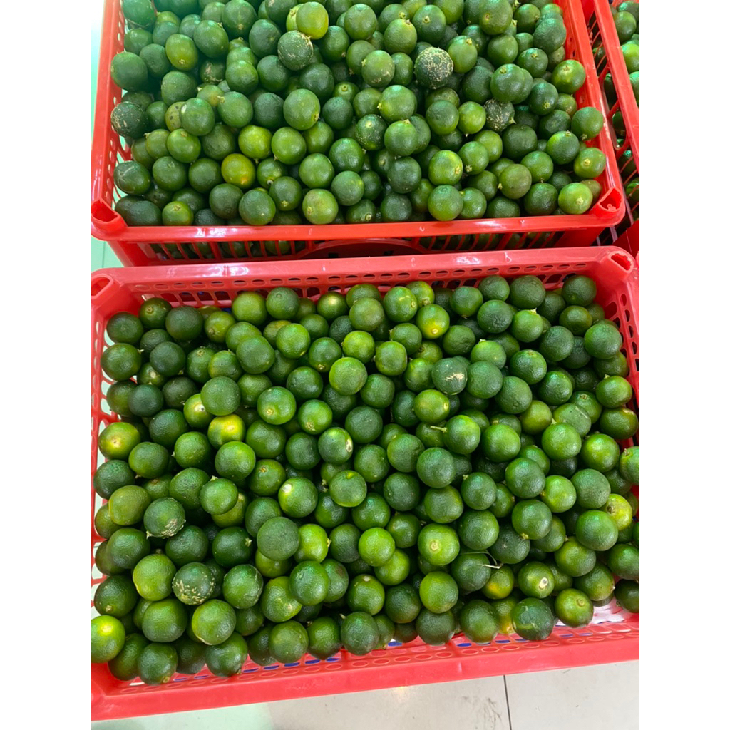 

Promo jeruk songkit super murah jamin fresh 1 kg