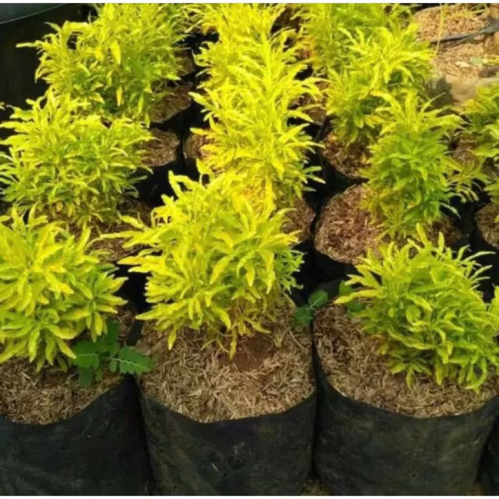 

Tanaman Hias Brokoli/bibit