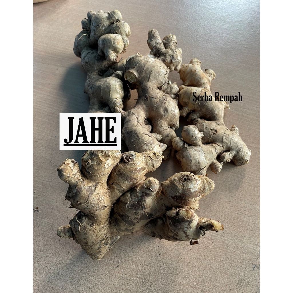 

Jahe Putih Segar Rempah bumbu masakan Herbal