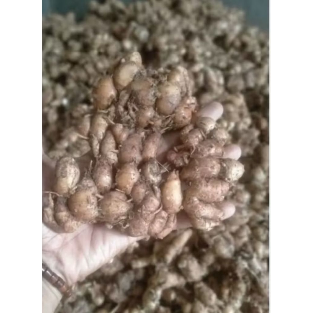 

kencur super kencur segar kencur seblak 500gr_1kg