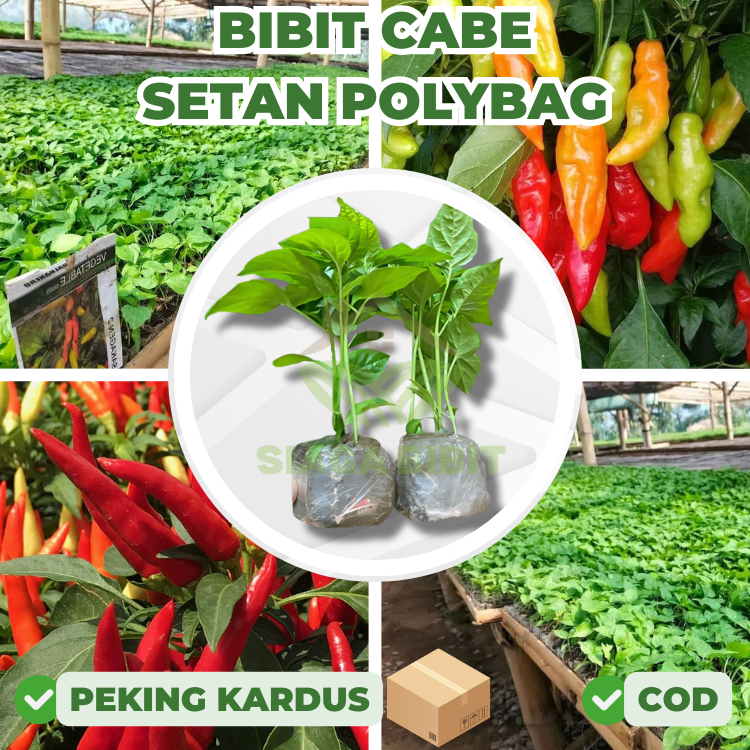 Bibit Cabe Rawit Merah Siap Tanam cabe setan