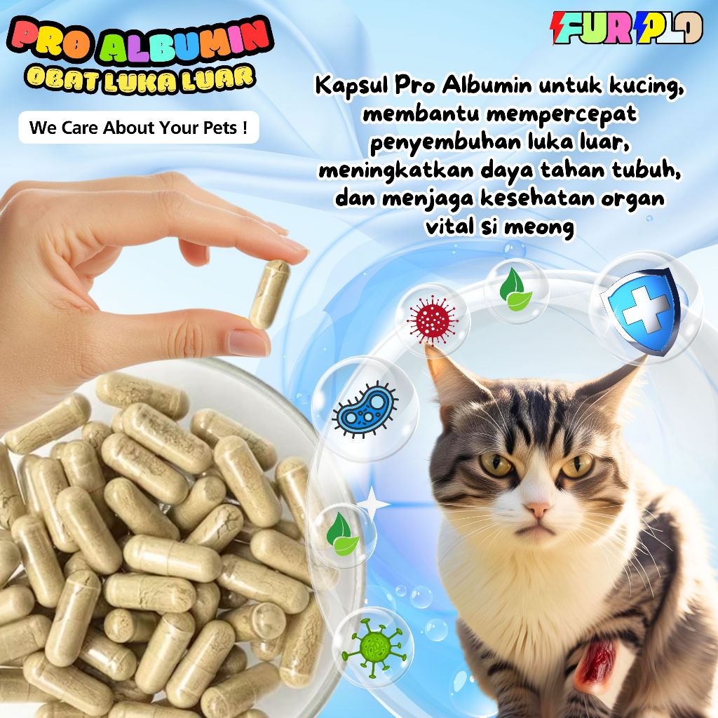 Kapsul Kutuk Ekstrak Albumin Ikan Gabus Untuk Penyembuh Luka Kucing FURPLO