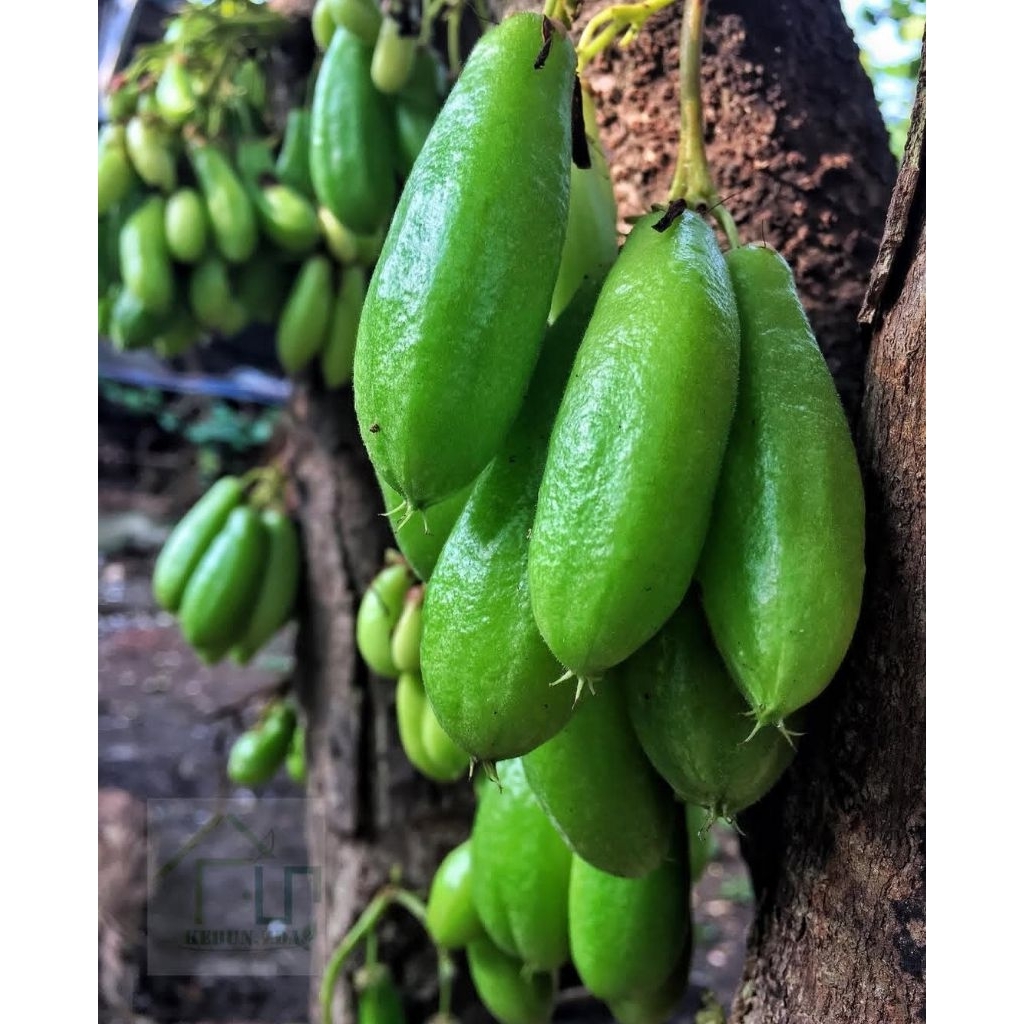 

Belimbing Wuluh segar/obat alami diabetes,hipertensi,kolestrol dll