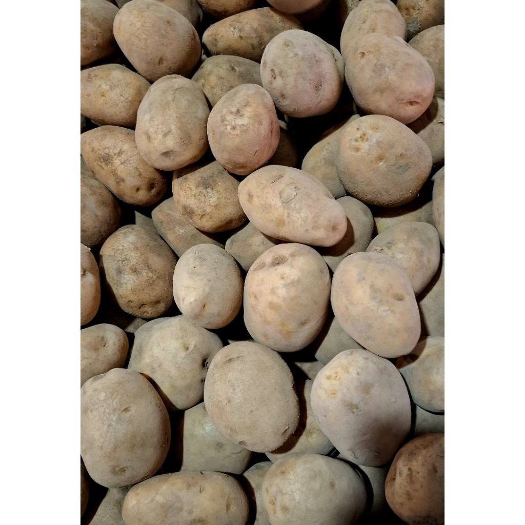 

Kentang 500 gram / 1 kg