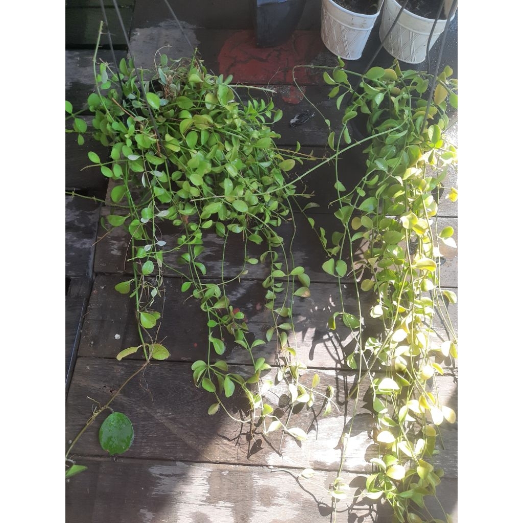 BIBIT DISCHIDIA TANAMAN GANTUNG