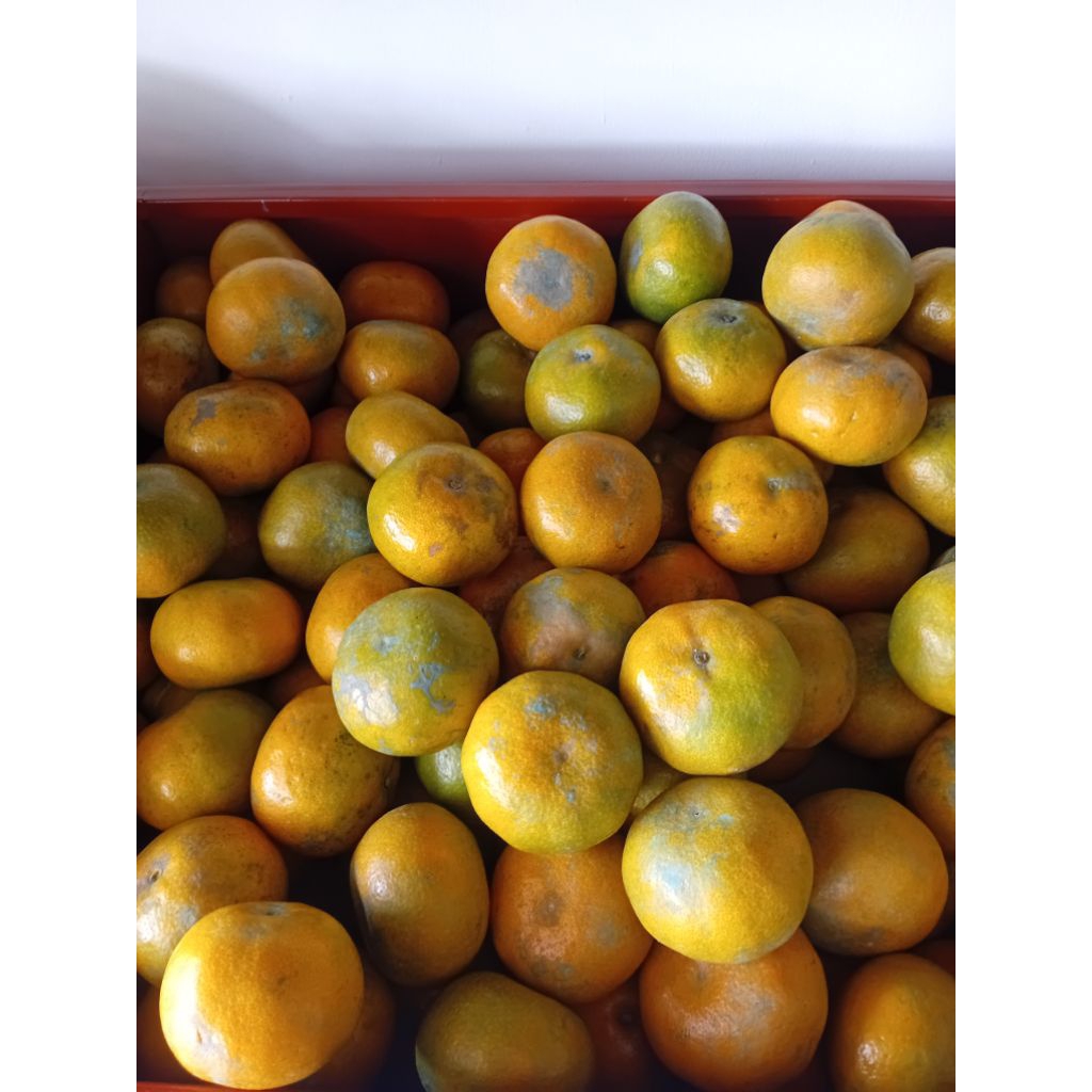 JERUK MEDAN SUPER (1 KG)