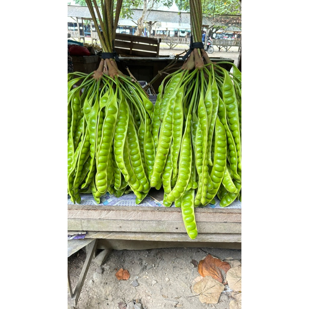 

pete padi isi 10 lonjor seger