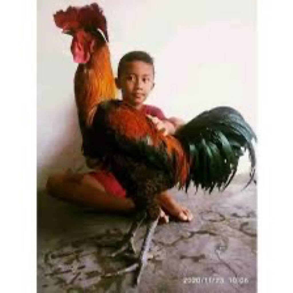 TELUR FERTIL AYAM PELUNG UNTUK DITETASKAN