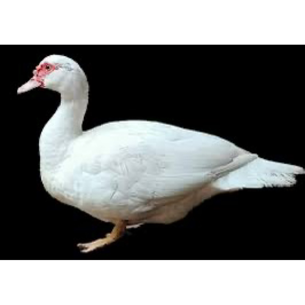 TELUR FERTIL MENTOK JUMBO UNTUK DITETASKAN