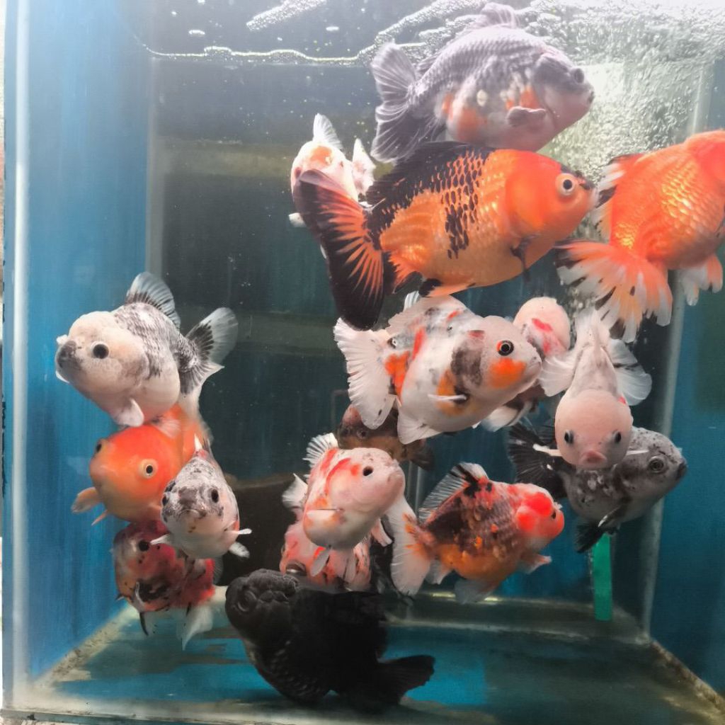 maskoki oranda calico shortail