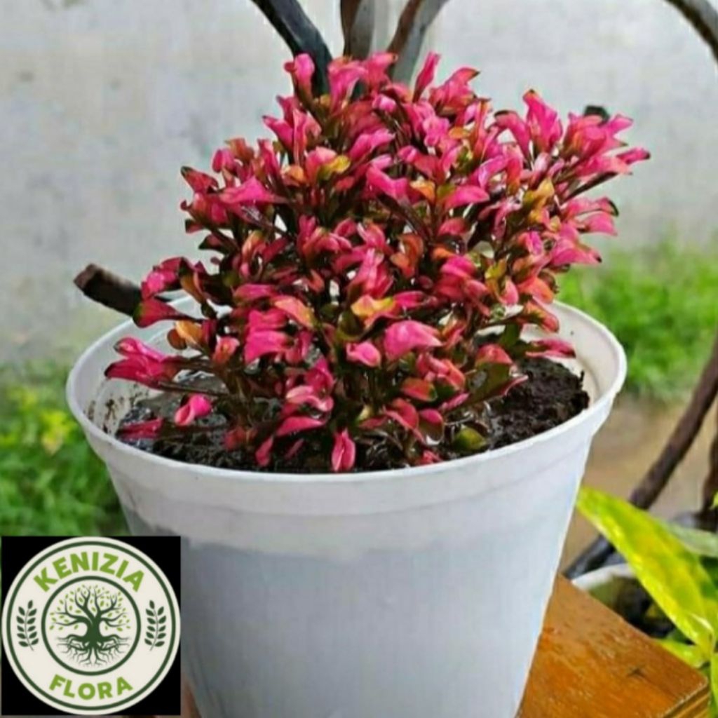 TANAMAN HIAS KROKOT MERAH //KROKOT MERAH RIMBUN