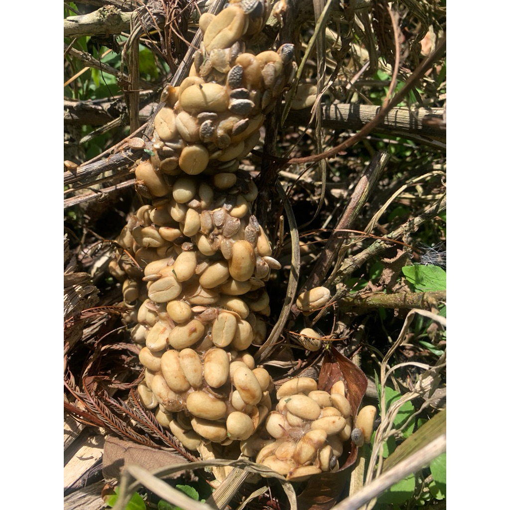 

kopispecialtyluwakgayo