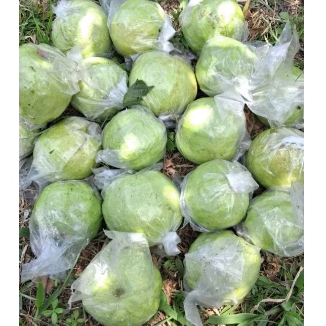 

Jambu Kristal Kualitas Premium 1KG