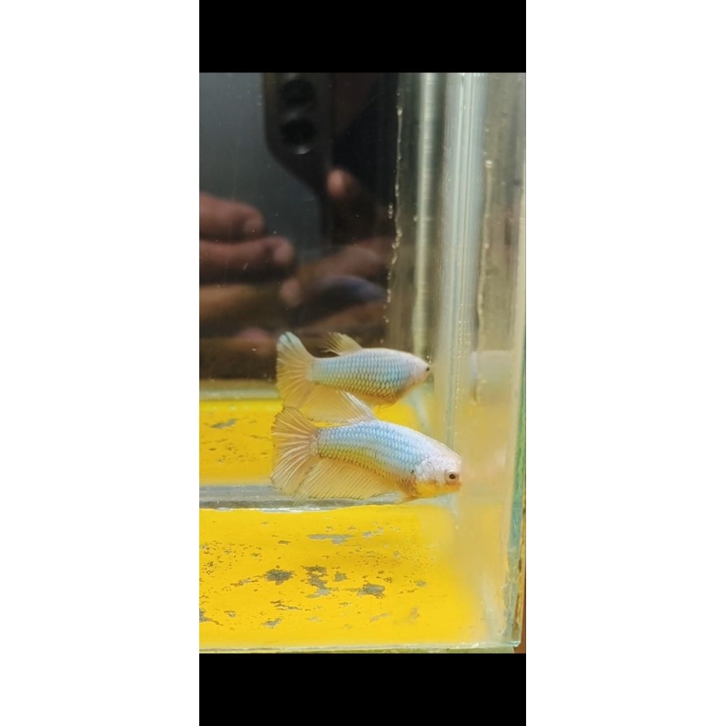 fm-hmpk-besgel&bester