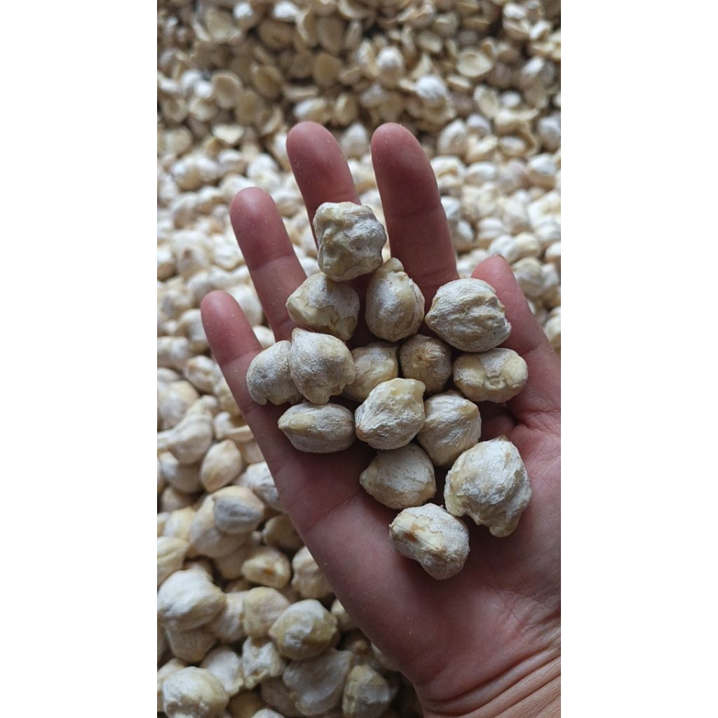 

kemiri super kualitas oke