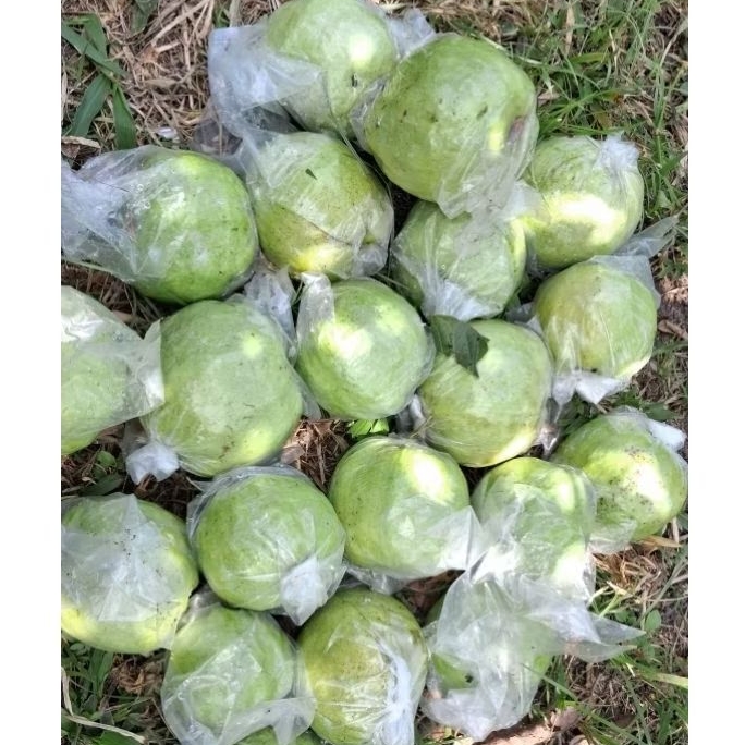 

Jambu Kristal Kualitas Premium (1KG)