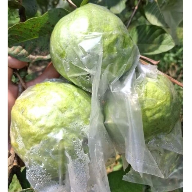 

Jambu Kristal Kualitas Premium (Gread A Jumbo)