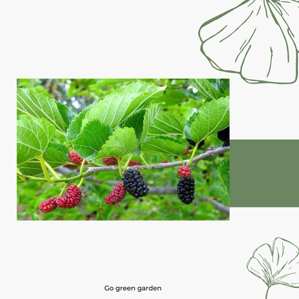 BIBIT BUAH MURBEY SUDAH BERBUAH