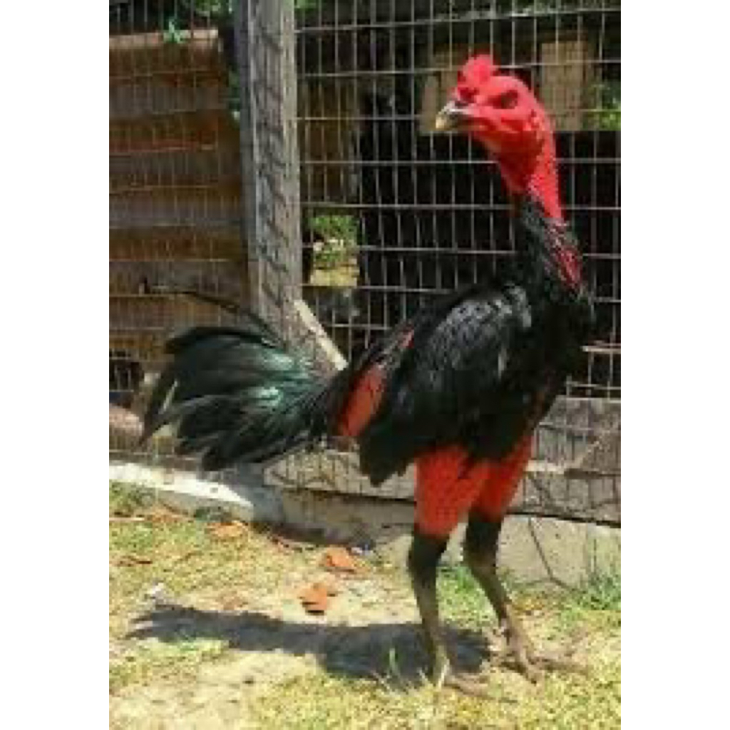 

TELUR FERTIL AYAM GANOI UNTUK DITETASKAN