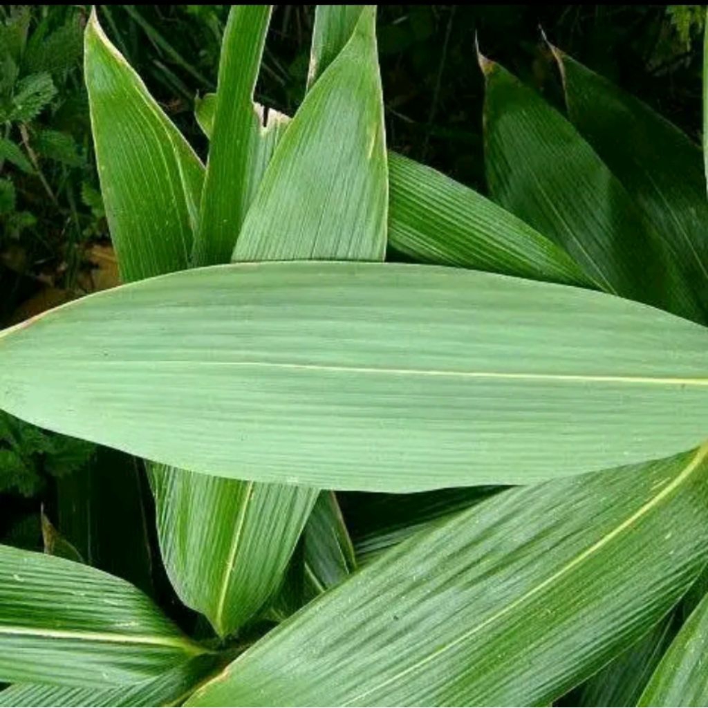 

Daun Bambu Segar Ukuran Besar Isi 20 Lembar