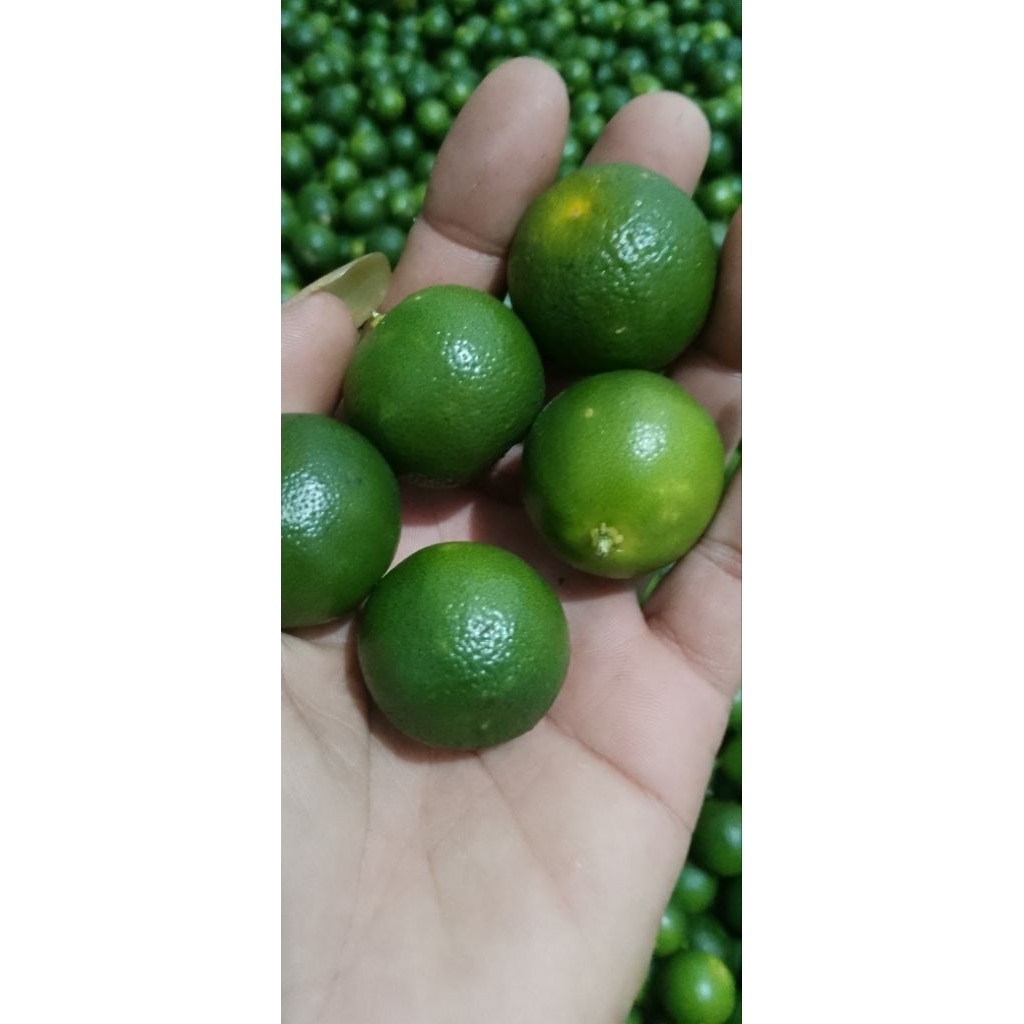 

5kg jeruk Sonkit kasturi lemon ciu jeruk kunci(sedang)