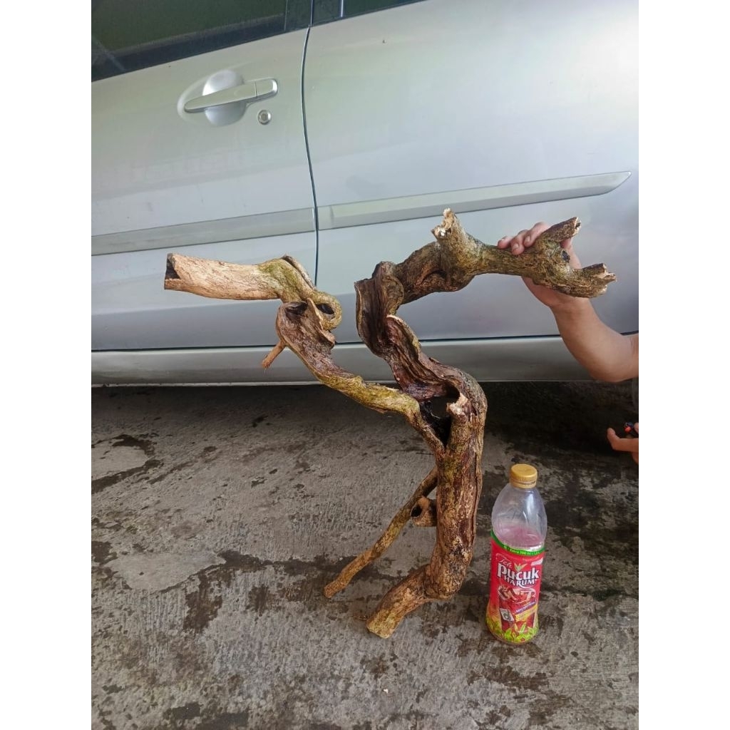 bahan dongkelan wahong gunung meliuk unik