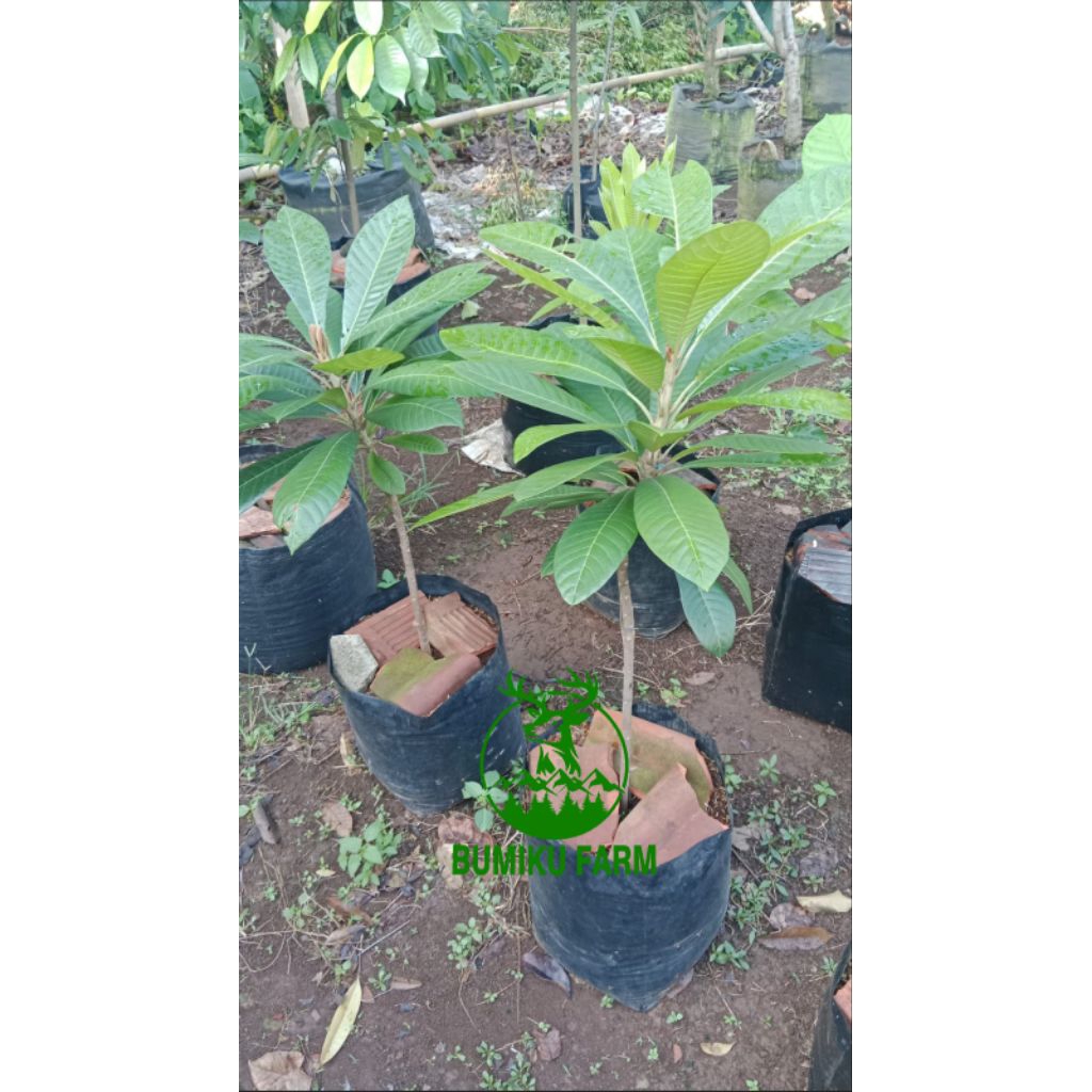 Mamey Sapote Okulasi, Polibek 35