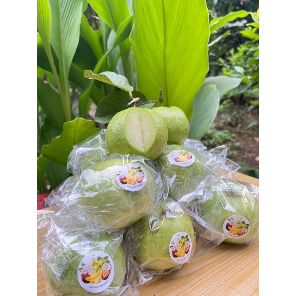 

Jambu Kristal 1Kg Manis Kriuk Fresh Baru Petik